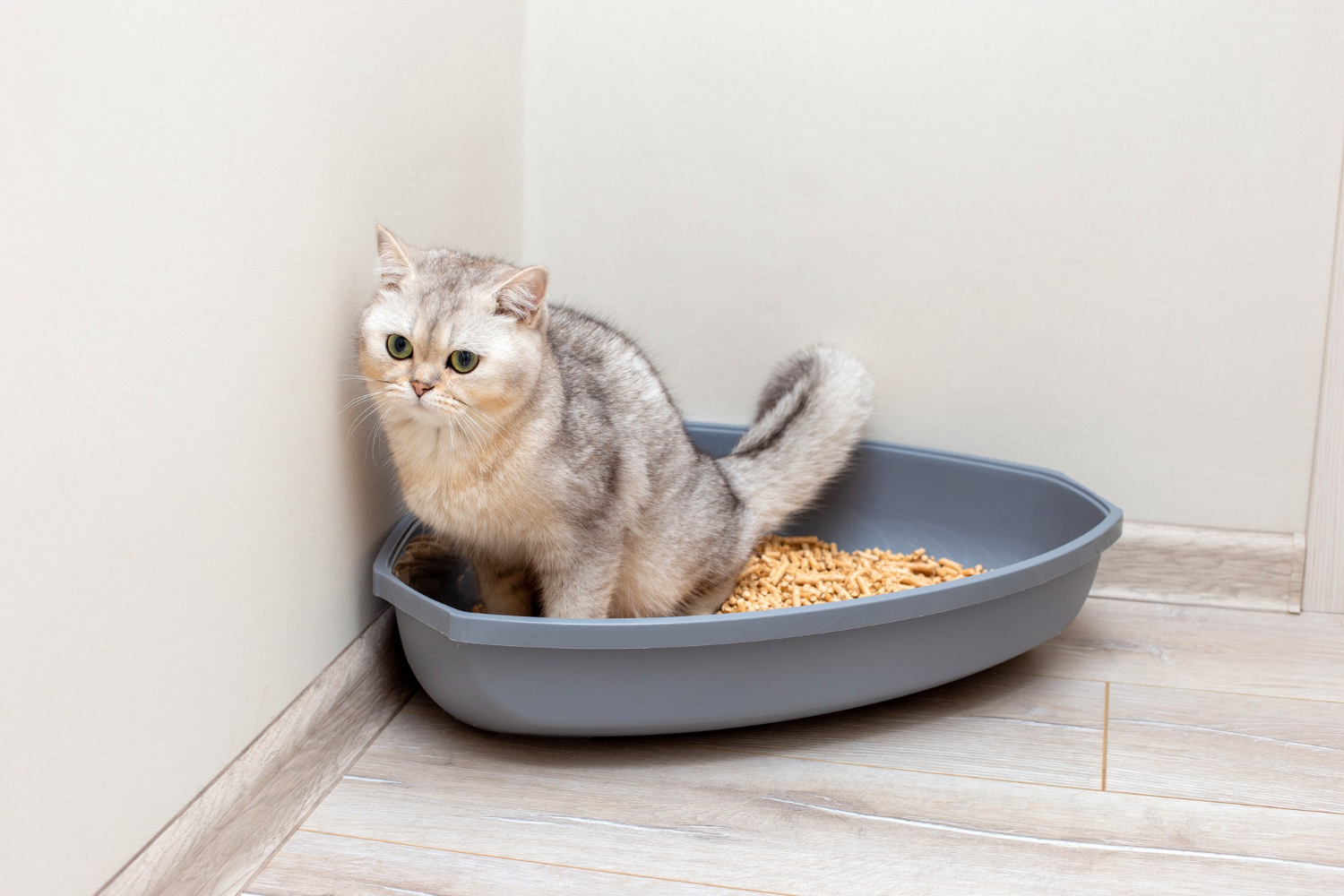 Read more about the article 5 najważniejszych cech dobrego żwirku dla kota